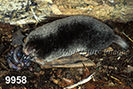 Parascalops breweri, Hairy-tailed Mole